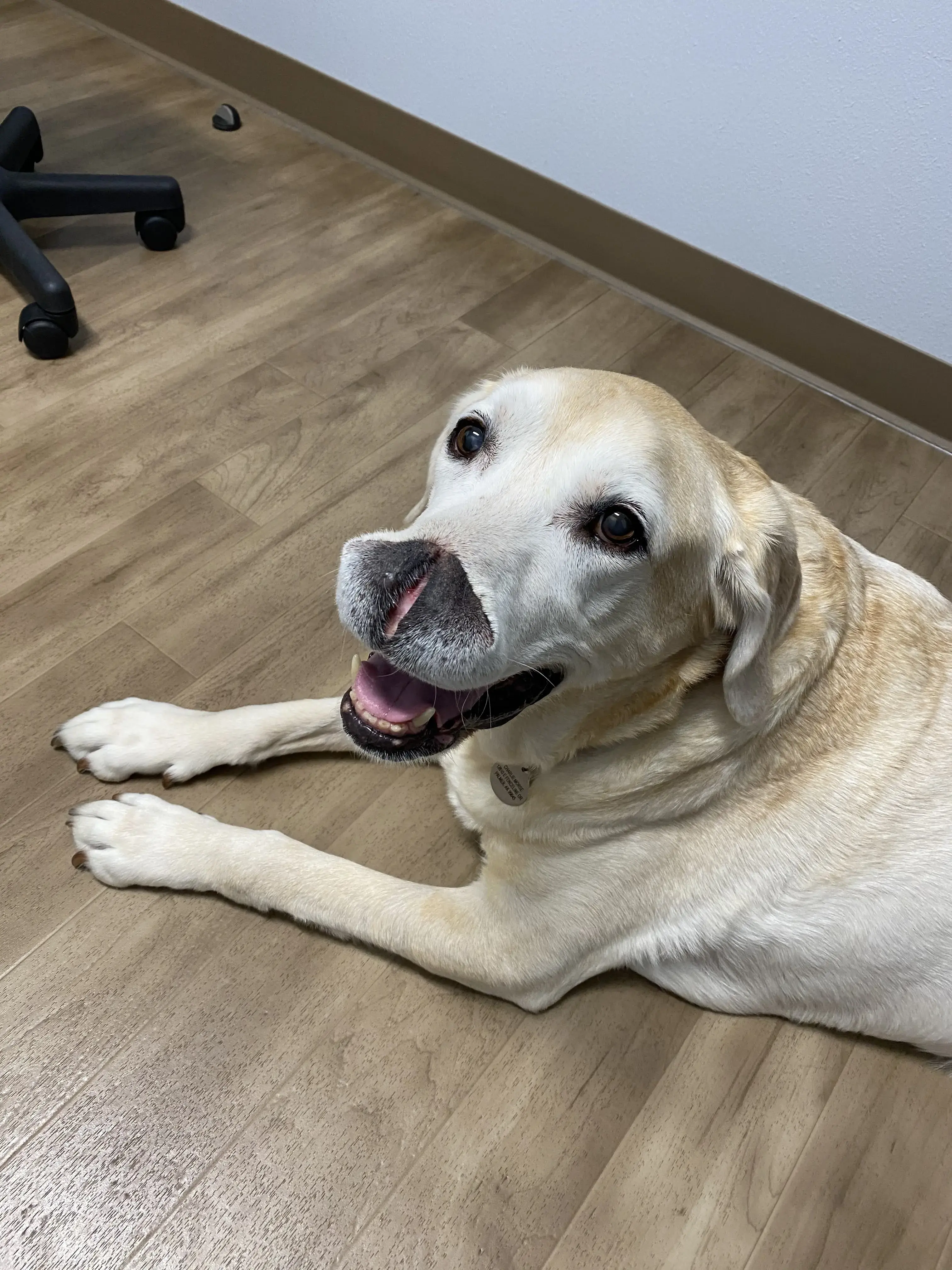 Tier 1 Veterinary Medical Center photo 4